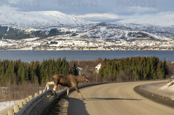 Moose crossing a road with snowy mountains and a forest in the background, Elch in Norwegen