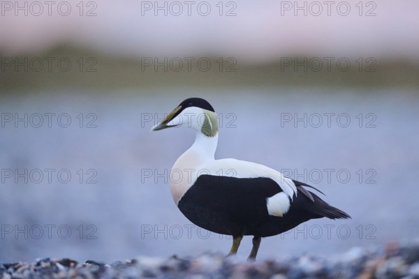 Common eider (Somateria mollissima) male on the beach at sunset, Düne, Helgoland, Schleswig-Holstein, Germany