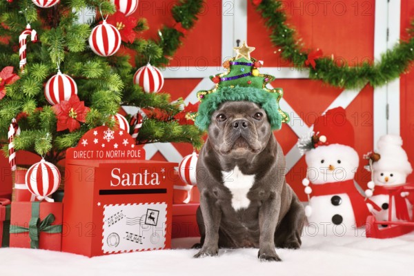French Bulldog dog wearing green Christmas tree costume hat in front of seasonal decoration