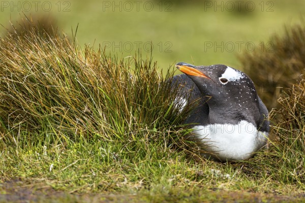Gentoo Penguin (Pygoscelis papua) incubating, Falkland Islands