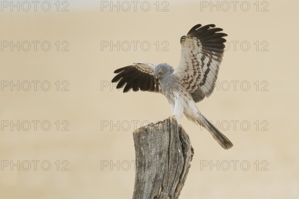 Montagu's Harrier (Circus pygargus) male landing on a post, Andalusia, Spain
