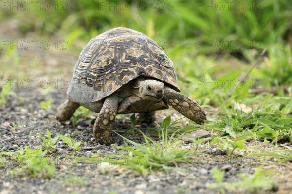 Panther tortoise (Stigmochelys pardalis), adult, running, foraging, Kruger, Kruger National Park, South Africa