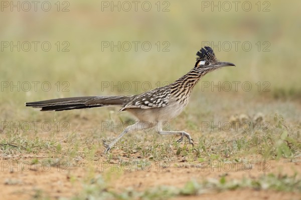 Greater Roadrunner (Geococcyx californianus), Texas, USA