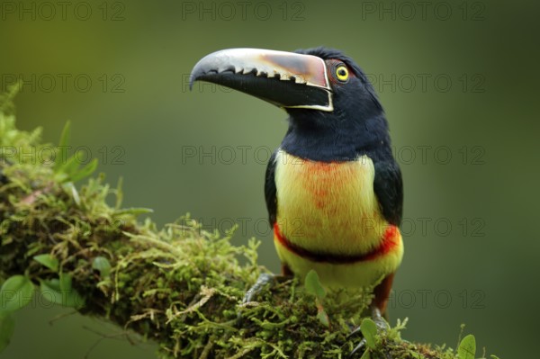 Toucan Collared Aracari, Pteroglossus torquatus, bird with big bill. Toucan sitting on the moss branch in the forest, Boca Tapada, Costa Rica. Nature travel in central America
