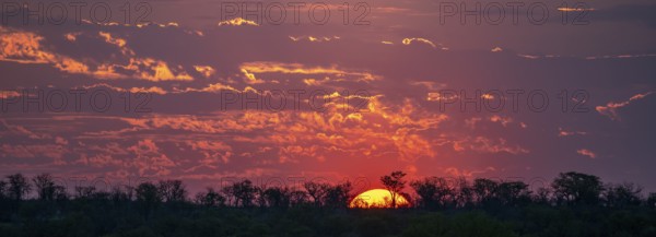 Impressive sunset over the African savanna, silhouette of the horizon with trees in front of the sun, at Halali waterhole, Etosha National Park, Namibia