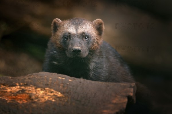 Detail portrait of wild wolverine. Face portrait of wolverine. Running tenacious Wolverine in Finland tajga. Danger animal in the forest. Raptor in the nature. Mammal in north Europe