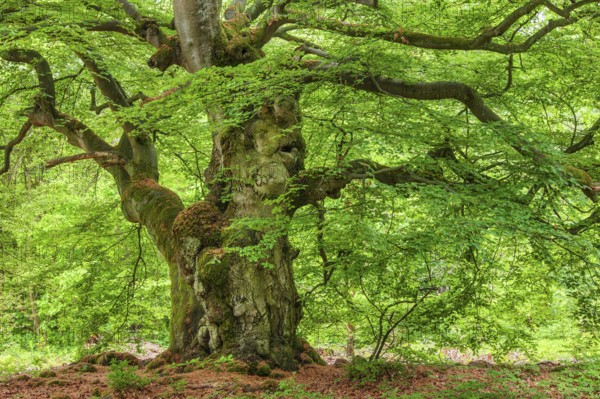 Gnarled old beech tree in the former Hutewald Halloh forest in spring, Bad Wildungen, Kellerwald, Hesse, Germany