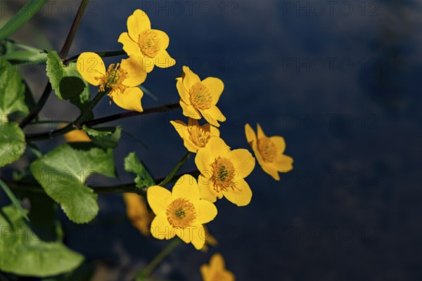 Marsh marigold (caltha palustris), Bischofswiesen, Berchtesgadener Land, Upper Bavaria, Bavaria, Germany