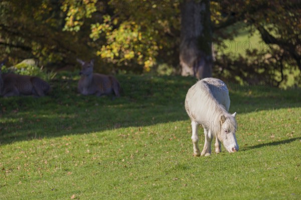 A pony (Equus ferus caballus) grazes on a meadow, being watched by some red deer