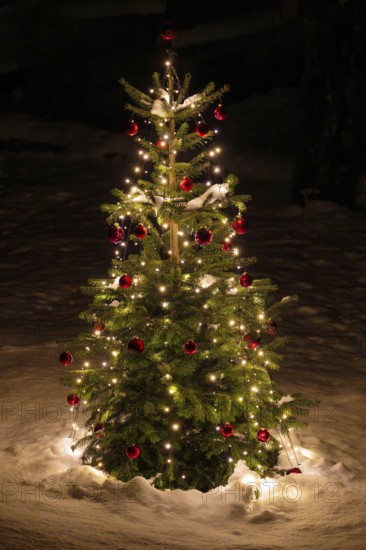 Christmas tree in the snow, Schwaz, Tyrol, Austria