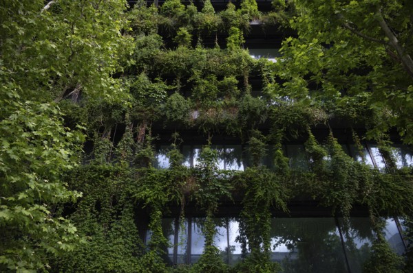 Windows are overgrown, climate-neutral façade greening on the new building, office building of CMS Hasche Sigle, Calwer Straße, Stuttgart, Baden-Württemberg, Germany
