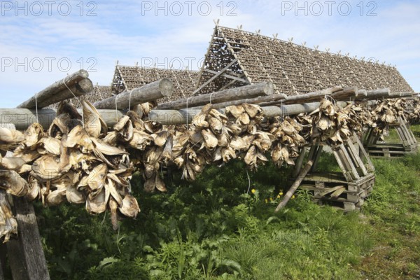 Wooden racks with air-dried atlantic cod (Gadus morhua) Lofoten, Northern Norway, Norway, Scandinavia