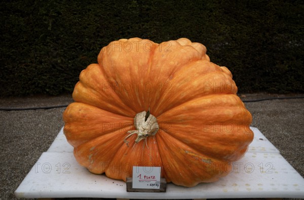 1st place, competition, winner, prize, weight 688 kg, pumpkin exhibition, pumpkins, Blühendes Barock, Ludwigsburg, Baden-Württemberg, Germany