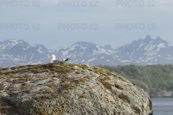 Common gull (Larus canus) breeding on a large rock in a lake, Lofoten, Norway, Scandinavia