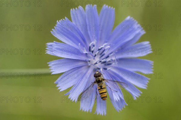 Grove hoverfly (Episyrphus balteatus) on common chicory (Cichorium intybus), Baden- Württemberg, Germany
