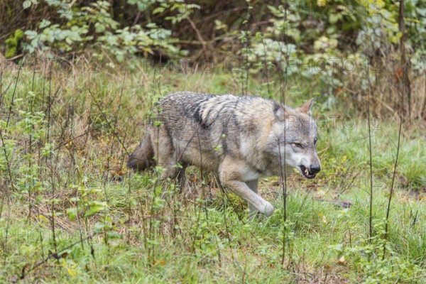 An adult Eurasian grey wolf (Canis lupus lupus) runs growling and snarling across a green meadow
