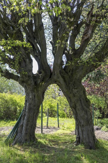 2 hornbeams (Carpinus betulus) growing together in the churchyard in Limbach, Wilsdruff, Saxony, Germany