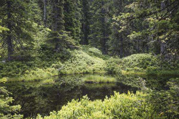 Blackwater pond, Rauris primeval forest, Kolm Saigurn, Pinzgau, Salzburg, Austria