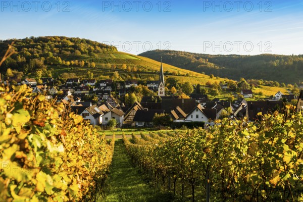 Hilly landscape and village with vineyards in autumn, Ebringen, near Freiburg im Breisgau, Markgräflerland, Black Forest, Baden-Württemberg, Germany