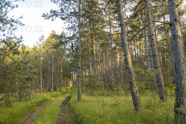 A forest path leads through tall european black pine (Pinus nigra), the light of the evening sun shines through the trees, Neunkirchen, Lower Austria, Austria