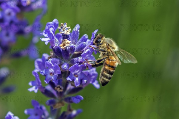 Honey bee (Apis mellifera) sitting on lavender (Lavandula angustifolia) flower, Baden-Württemberg, Germany