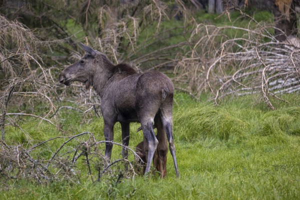 Two baby moose or elk getting suckled by their mother, Alces alces, (8 days old, born May 8, 2020). Standing on a meadow with fresh green grass. Some dead trees in the background