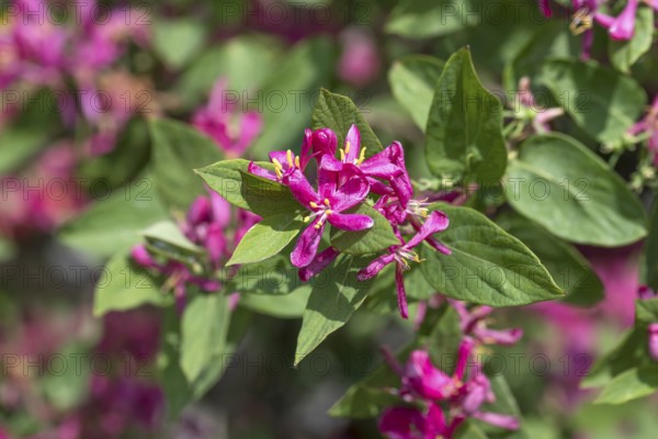 Tatarian honeysuckle (Lonicera tatarica 'Hack's Red'), Saxon State Office for the Environment, Germany