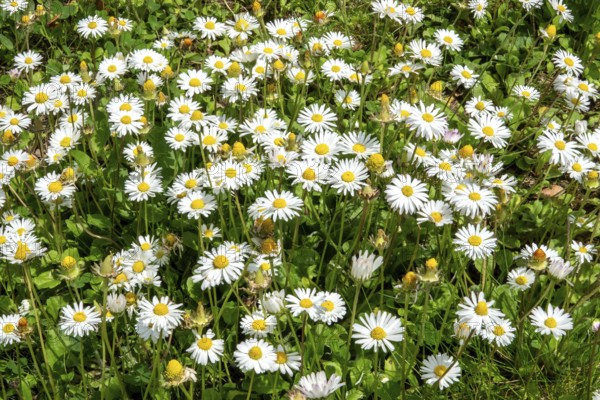 Daisy (Bellis perennis), flowering, Baden-Württemberg, Germany
