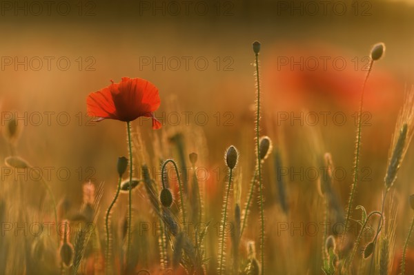Poppies (Papaver) flowering in a cornfield, Bavaria, Germany