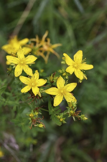 Common St John's wort (Hypericum perforatum), spotted St John's wort or common St John's wort (Hypericum perforatum), blood herb, St John's wort, spotted St John's wort, medicinal plant, close-up of a flower, Wilnsdorf, North Rhine-Westphalia, Germany