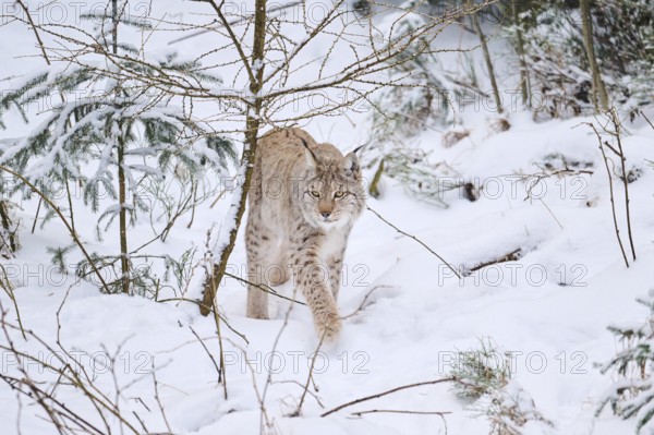 Eurasian lynx (Lynx lynx) walking in a snowy forest in winter, Bavaria, Germany