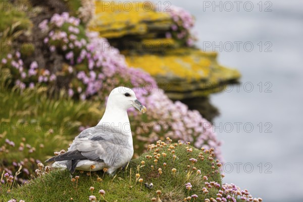 Northern fulmar (Fulmarus glacialis) sitting in front of a flower-covered grass cushion and lichen-covered rock, Orkney Islands, Scotland, Great Britain