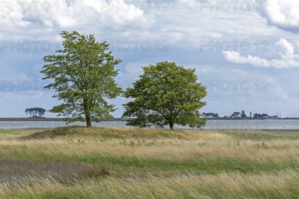 Trees, nature reserve, in the background Pilot Island, Schleimünde, coast near Maasholm, Schleswig-Holstein, Germany