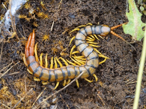 Megarian banded centipede (Scolopendra cingulata), Megarian banded centipede, Mediterranean banded centipede, scolopendra, centipede, insect, insects, Lesbos, Lesbos Island, Greece