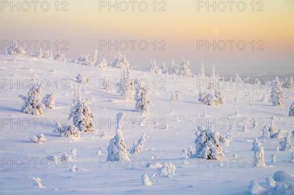 Winter landscape with snow-covered trees, Riisitunturi National Park, Posio, Lapland, Finland