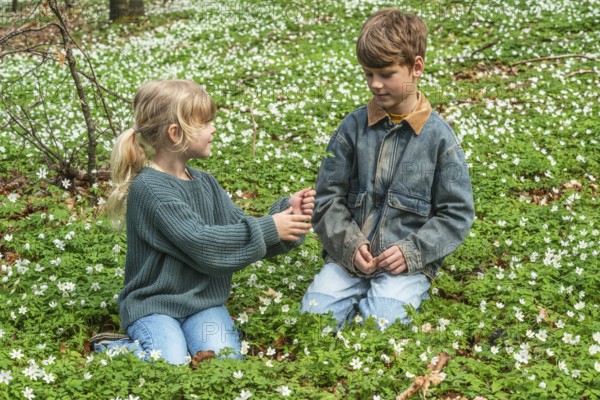 Two blond children, 6 and 8 years old, pick wood anemones (Anemone nemorosa) in spring in Ystad municipality, Skåne county, Sweden, Scandinavia