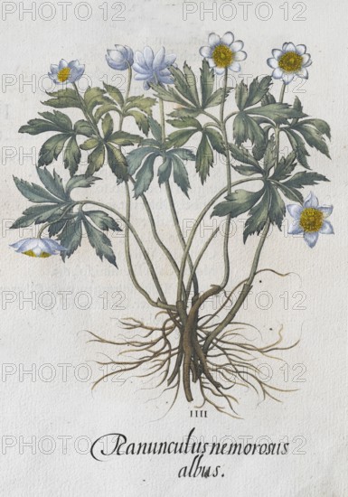 Wood anemone (Anemone Nemrosa), hand-coloured copperplate engraving by Basilius Besler, from Hortus Eystettensis, 1613