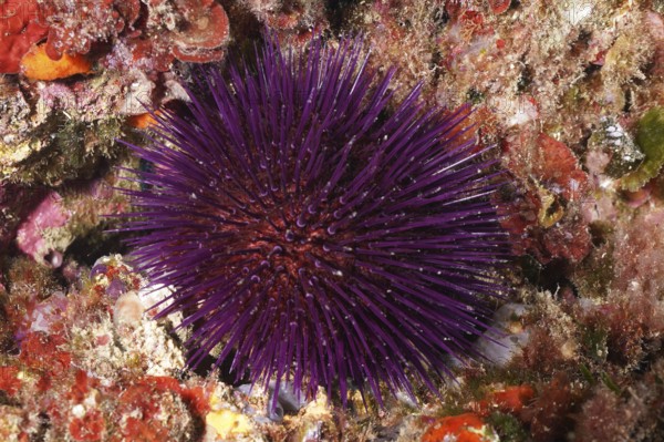 Sphaerechinus granularis (Sphaerechinus granularis) among red algae on the seabed, dive site Cap de Creus Marine Reserve, Rosas, Costa Brava, Spain, Mediterranean Sea