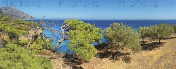 Green trees on a cliff with a wide view of the sea, hiking trail from Avlona to Diafani, Avlona, Diafani, Karpathos, Greece