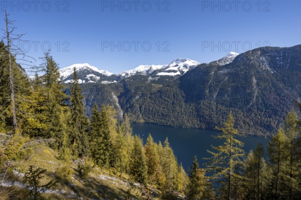View of the Königssee from the Rinnkendlsteig mountain hiking trail, autumn forest with yellow larches and snow-covered mountains, Berchtesgaden National Park, Berchtesgadener Land, Upper Bavaria, Bavaria, Germany