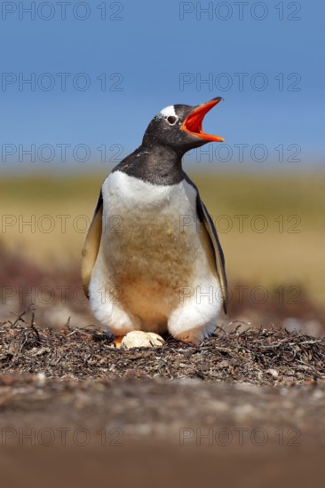 Gentoo penguin in the nest wit two eggs, Falkland Islands. Animal behaviour, bird in the nest with egg. Wildlife scene in the nature. Penguin with eggs in Antarctica. Nesting penguin on the meadow