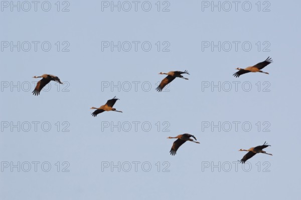 Common Crane (Grus grus) group flying, Mecklenburg-Western Pomerania, Germany