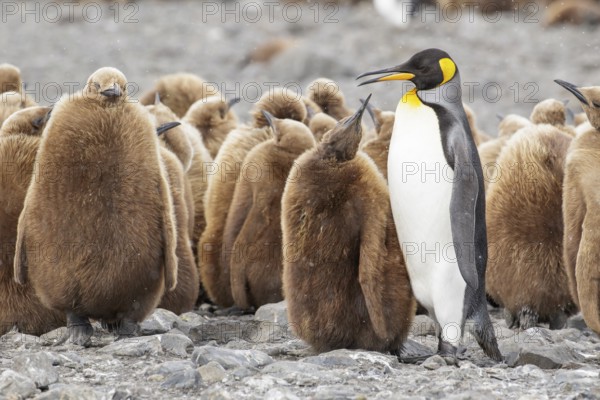 King Penguin (Aptenodytes patagonicus) perched on a rocky beach on South Georgia Island