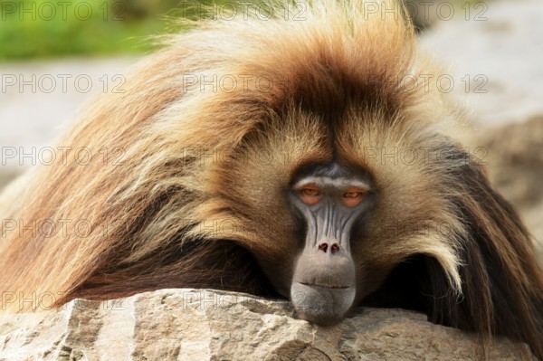 Gelada (Theropithecus gelada), male, captive, Switzerland