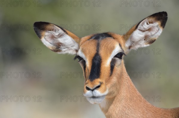 Black-faced Impala (Aepyceros melampus petersi), adult female, Etosha National Park, Namibia