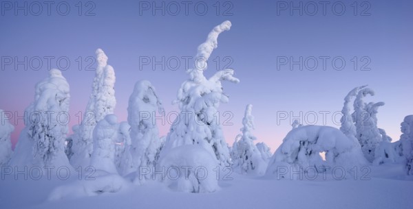 Snow covered trees, Kuusamo area, Finland