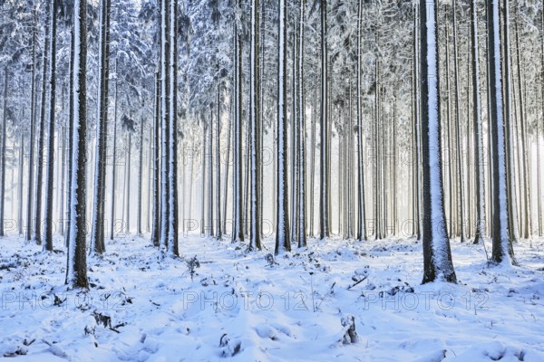 Snow-covered spruce forest, Lindenberg, Horben, Canton of Aargau, Switzerland
