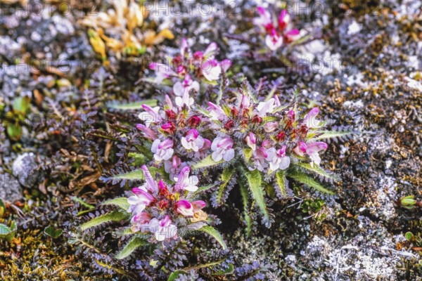 Hairy Lousewort (Pedicularis hirsuta) in bloom on the ground in the arctic region, Svalbard, Norway