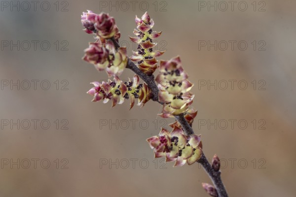 Gale bush (Myrica gale), flowers, province of Drenthe, Netherlands