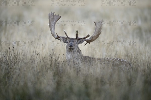 Fallow deer (Dama dama) buck, morning light, Zealand, Denmark